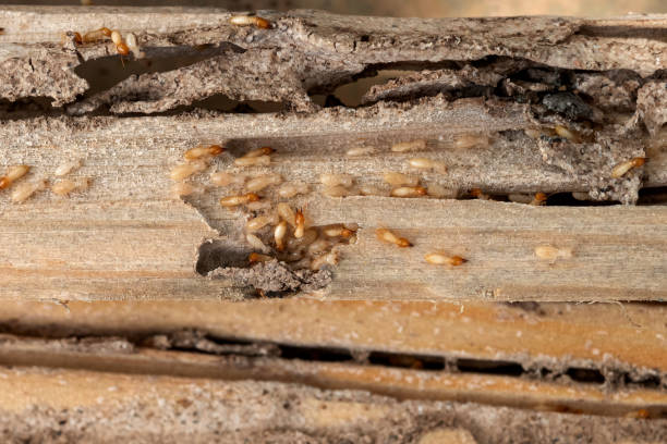 Best Pest Control Near Me in Five Points, OH